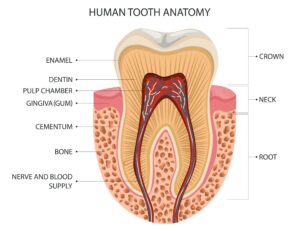 anatomy of a human tooth